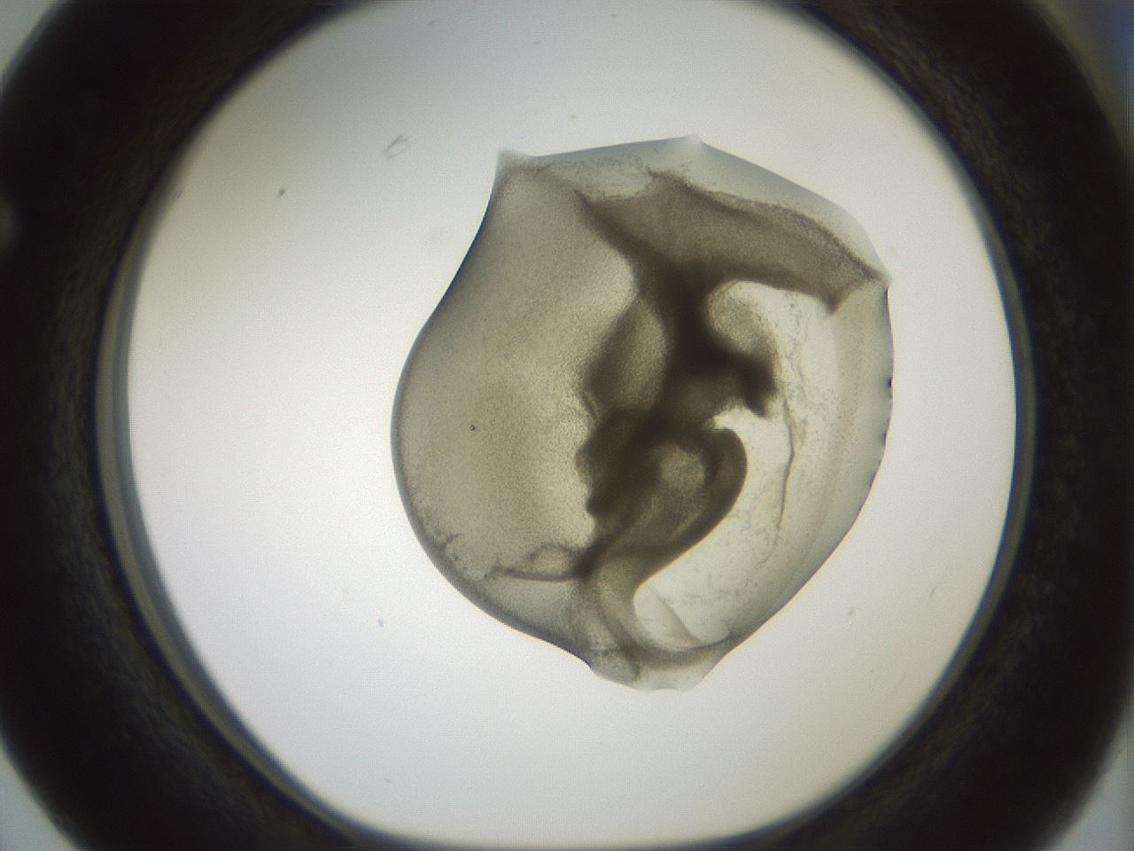 folderID15_plateID2015_batchID8963_wellNum63_profileID1_d1_r135590_ef.jpg