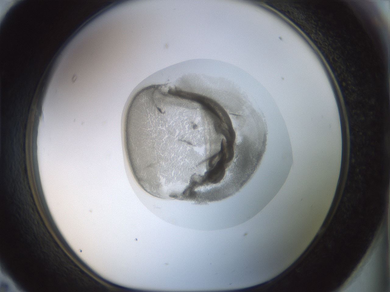 folderID15_plateID1015_batchID1886_wellNum95_profileID1_d1_r43074_ef.jpg
