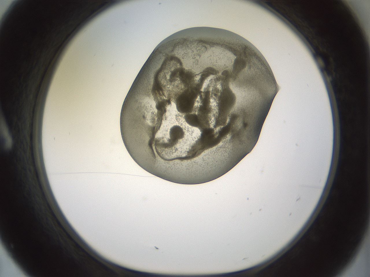folderID15_plateID2015_batchID8963_wellNum7_profileID1_d1_r135478_ef.jpg