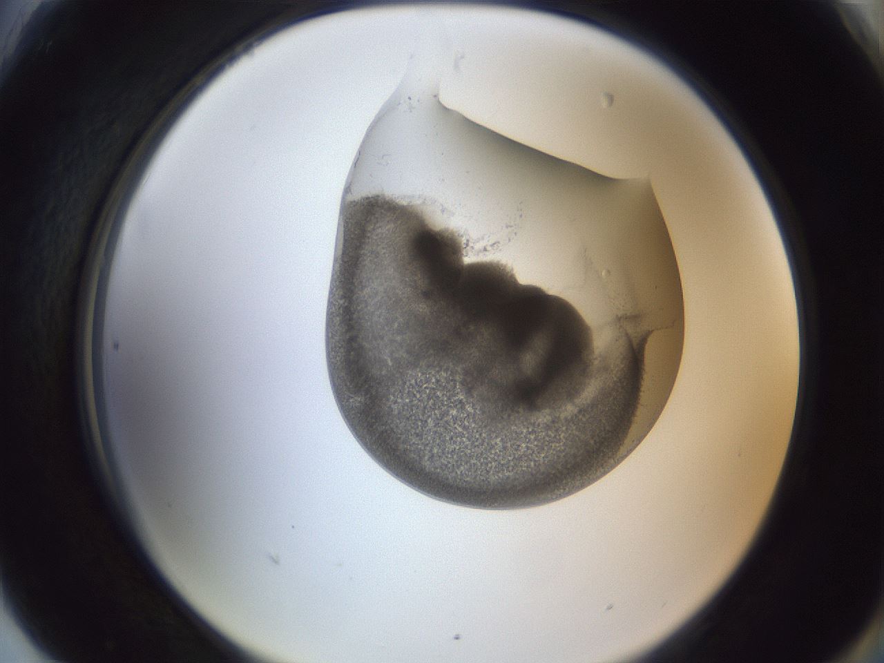 folderID161_plateID1161_batchID3209_wellNum90_profileID1_d2_r63378_ef.jpg
