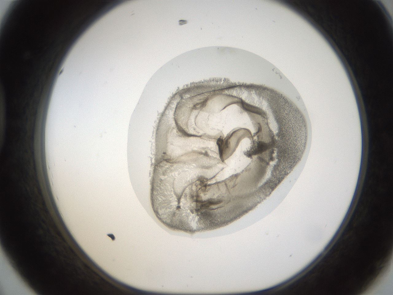 folderID16_plateID1016_batchID1885_wellNum44_profileID1_d1_r42927_ef.jpg