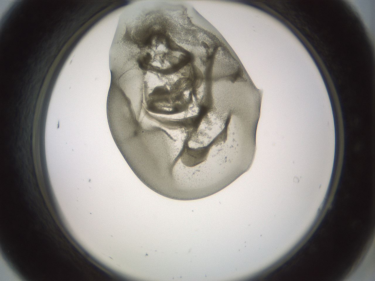 folderID15_plateID2015_batchID8963_wellNum7_profileID1_d2_r135479_ef.jpg