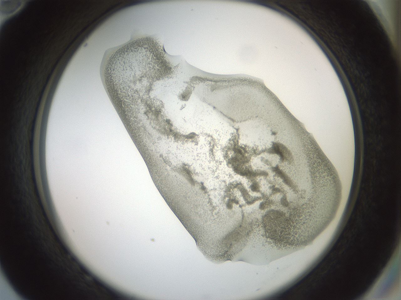folderID15_plateID2015_batchID8963_wellNum82_profileID1_d2_r135629_ef.jpg