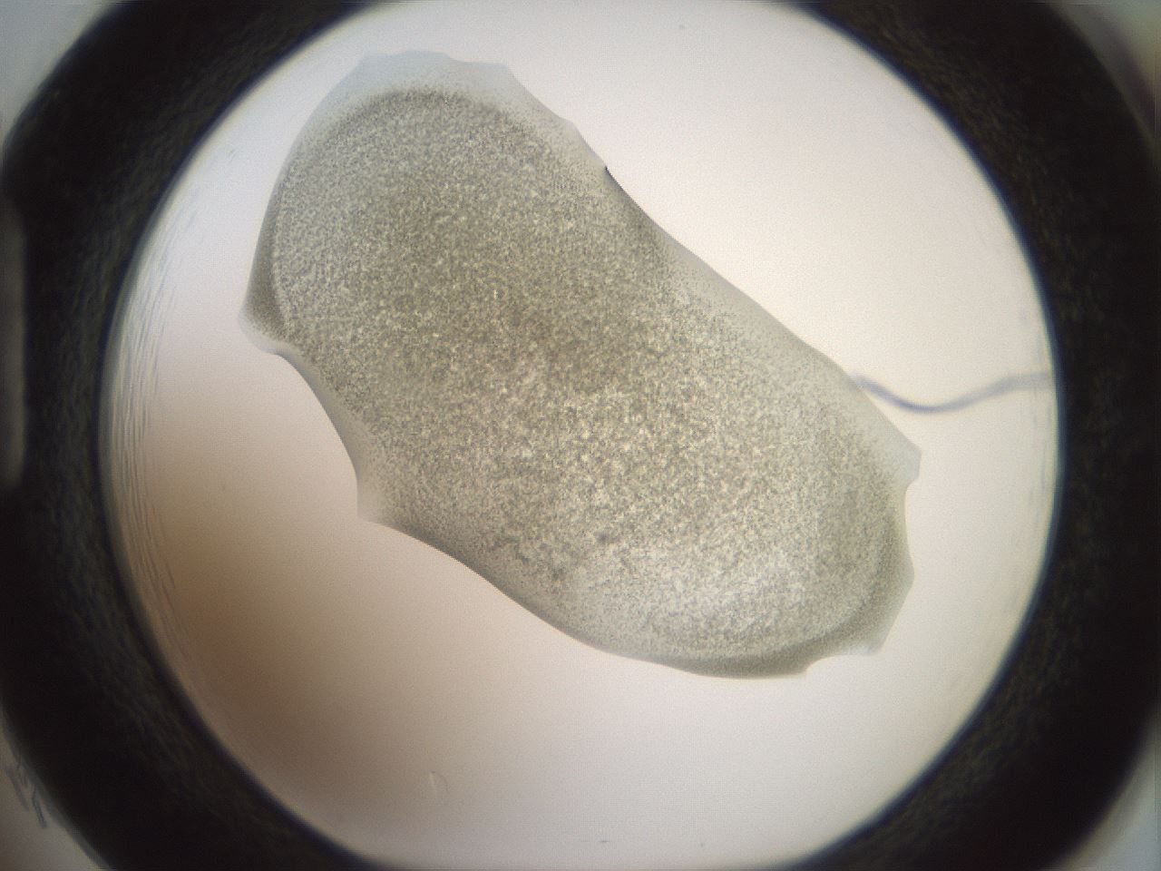 folderID15_plateID2015_batchID8963_wellNum85_profileID1_d1_r135634_ef.jpg