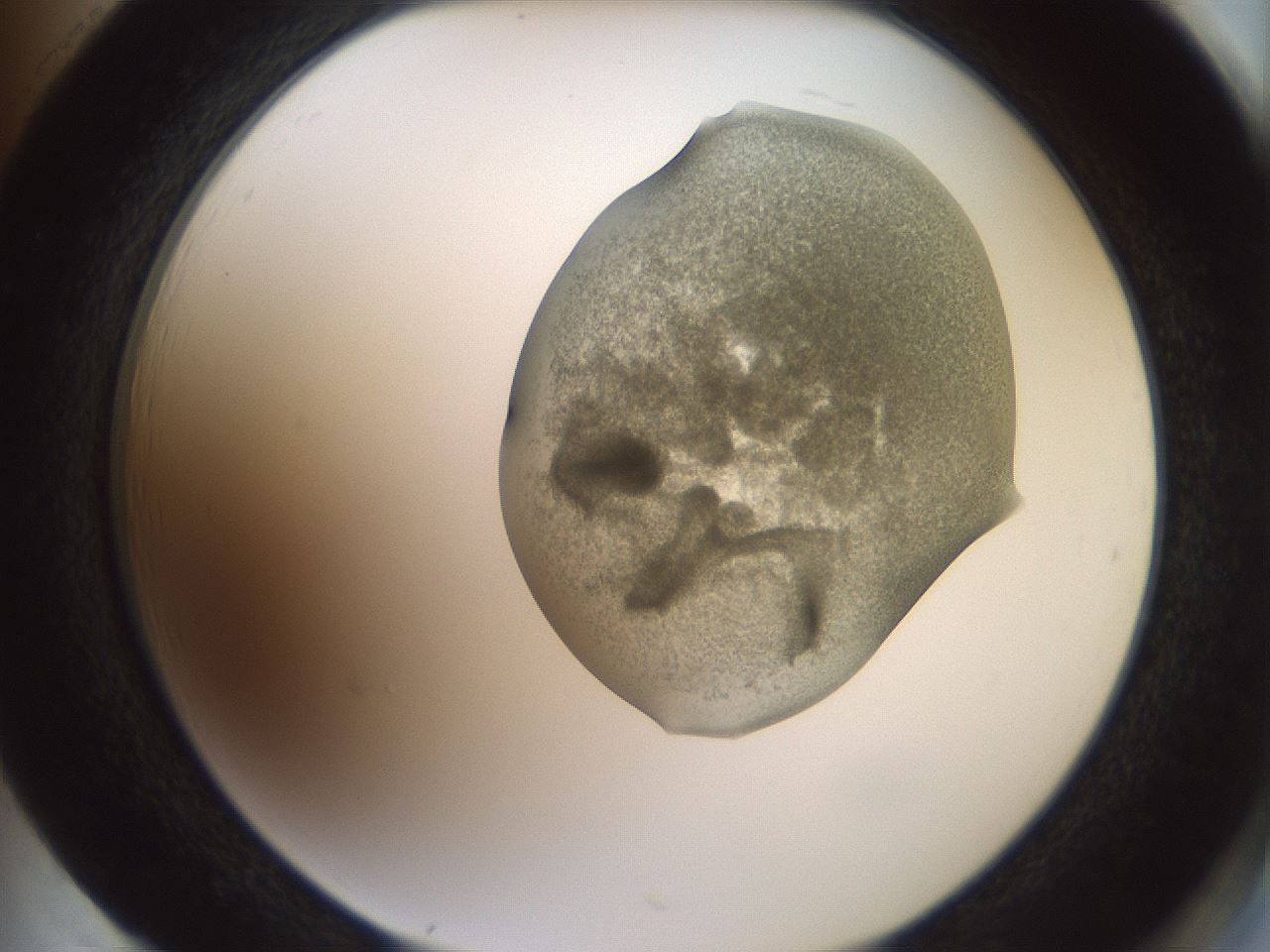 folderID15_plateID2015_batchID8963_wellNum85_profileID1_d2_r135635_ef.jpg