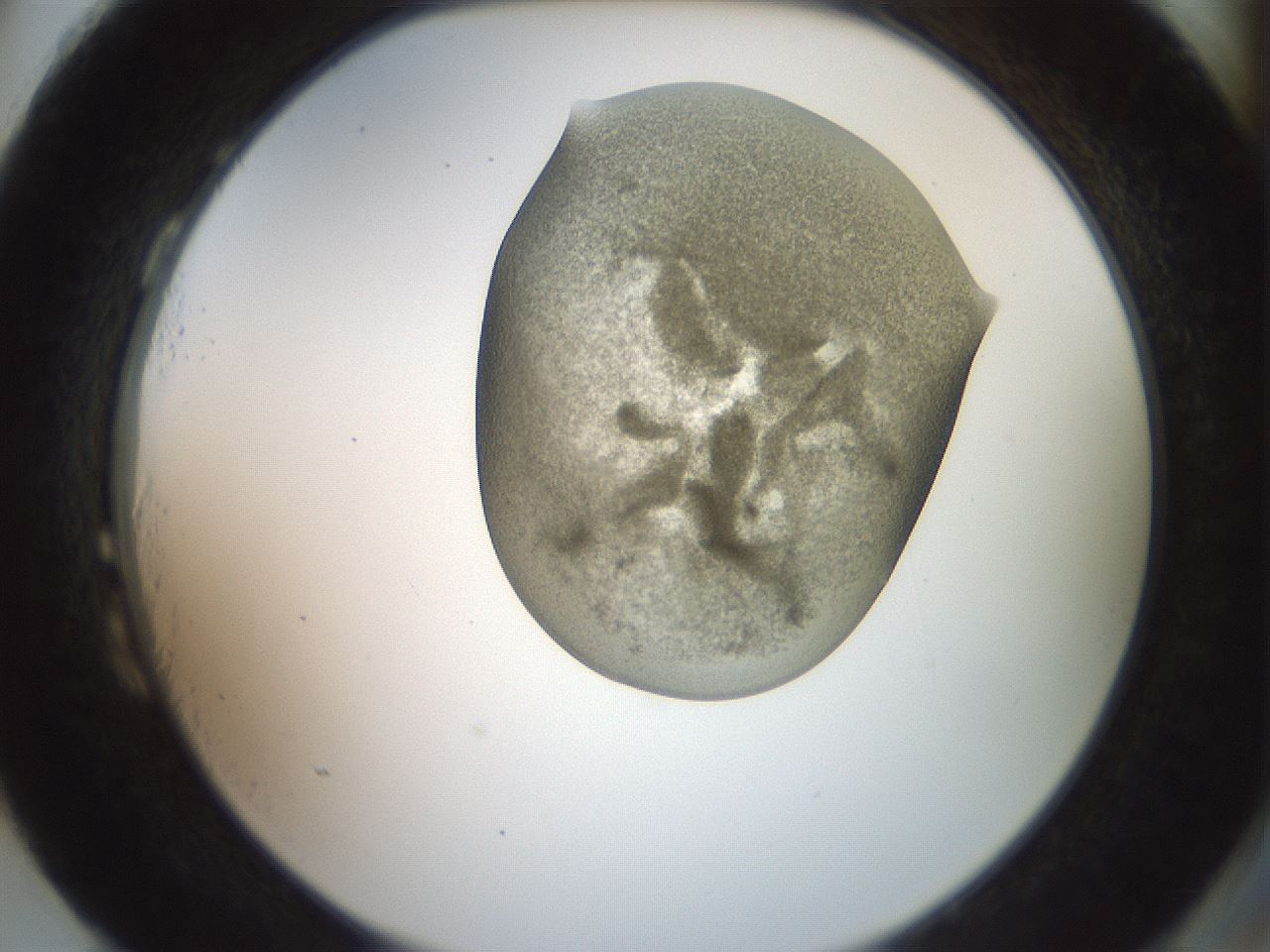 folderID15_plateID2015_batchID8963_wellNum87_profileID1_d2_r135639_ef.jpg