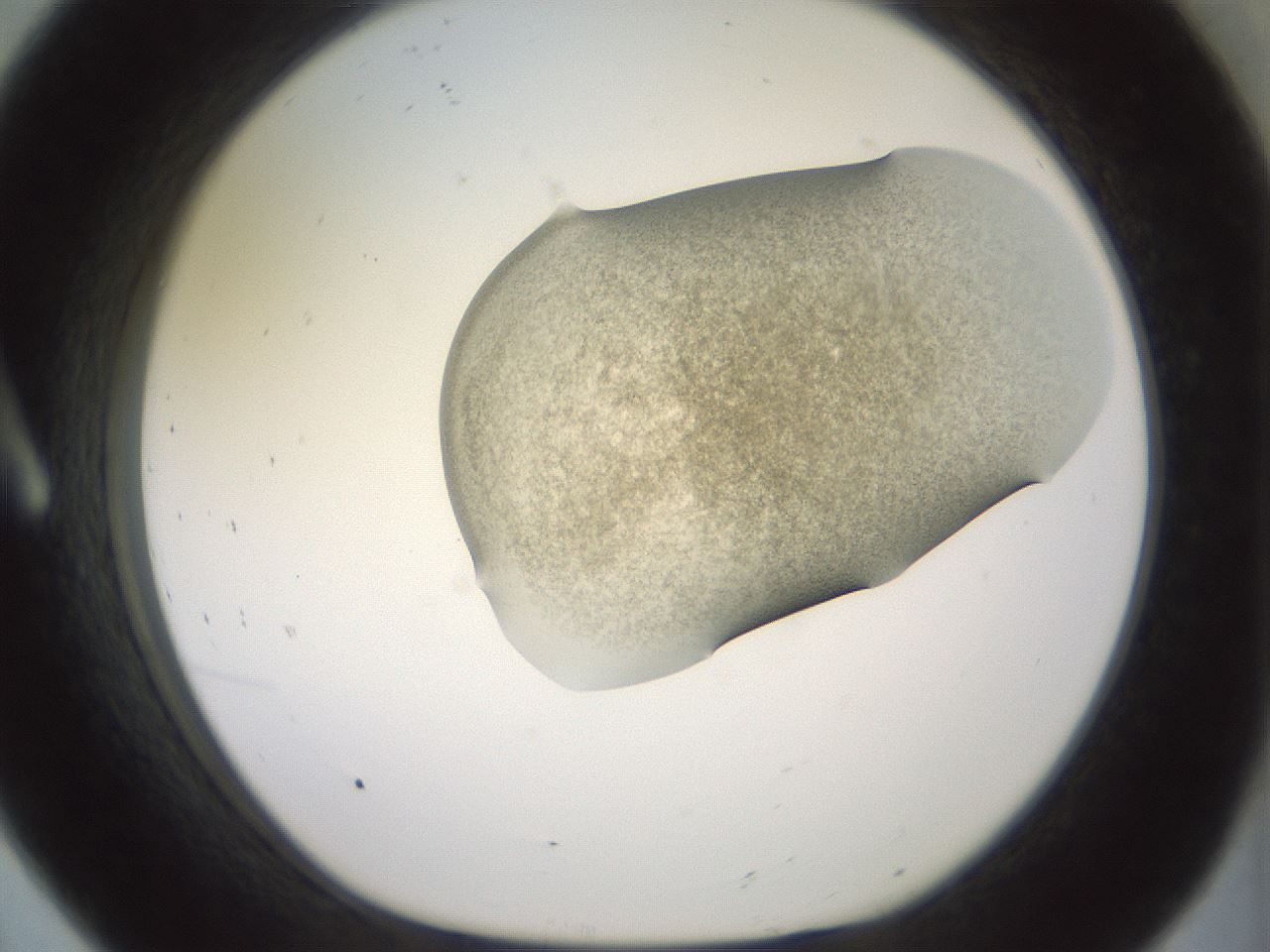 folderID15_plateID2015_batchID8963_wellNum8_profileID1_d1_r135480_ef.jpg