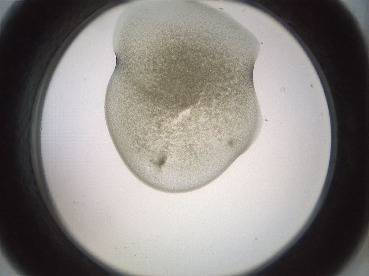 folderID15_plateID2015_batchID8963_wellNum8_profileID1_d2_r135481_ef.jpg