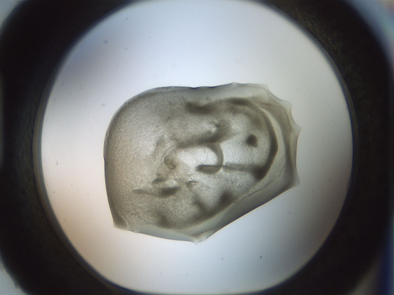 folderID15_plateID2015_batchID8963_wellNum93_profileID1_d1_r135650_ef.jpg