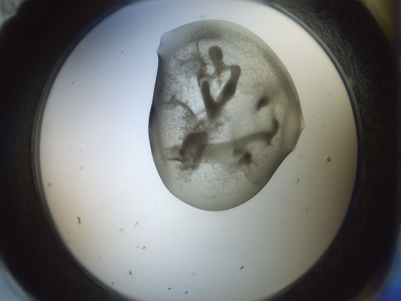 folderID15_plateID2015_batchID8963_wellNum95_profileID1_d2_r135655_ef.jpg