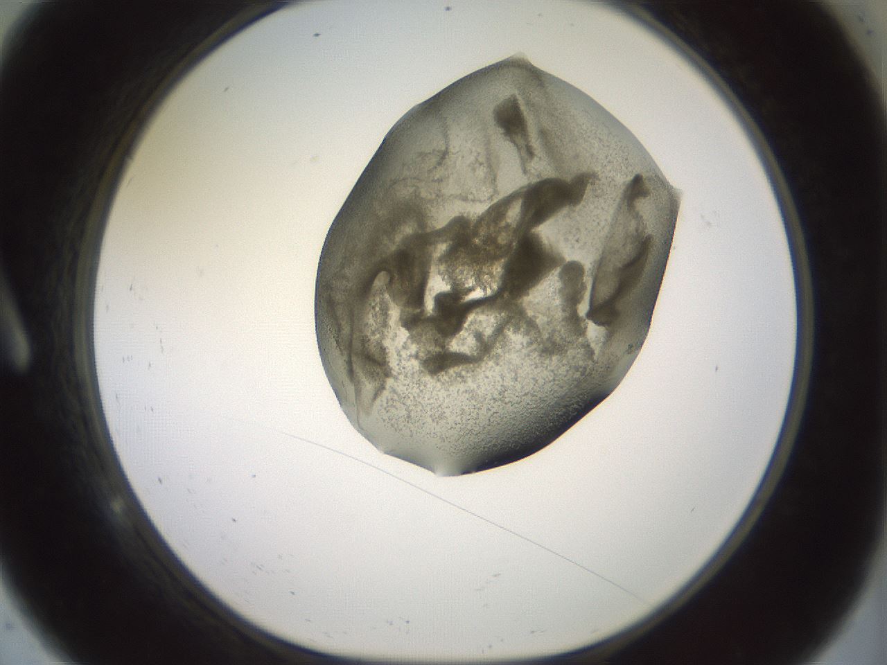 folderID15_plateID2015_batchID8963_wellNum9_profileID1_d1_r135482_ef.jpg