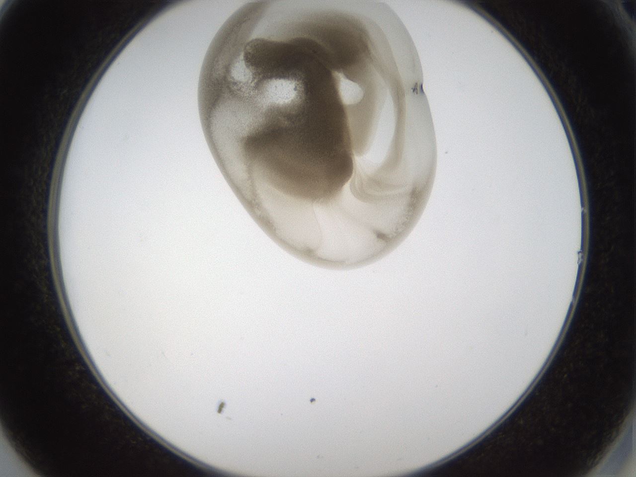 folderID160_plateID1160_batchID3204_wellNum14_profileID1_d2_r62266_ef.jpg