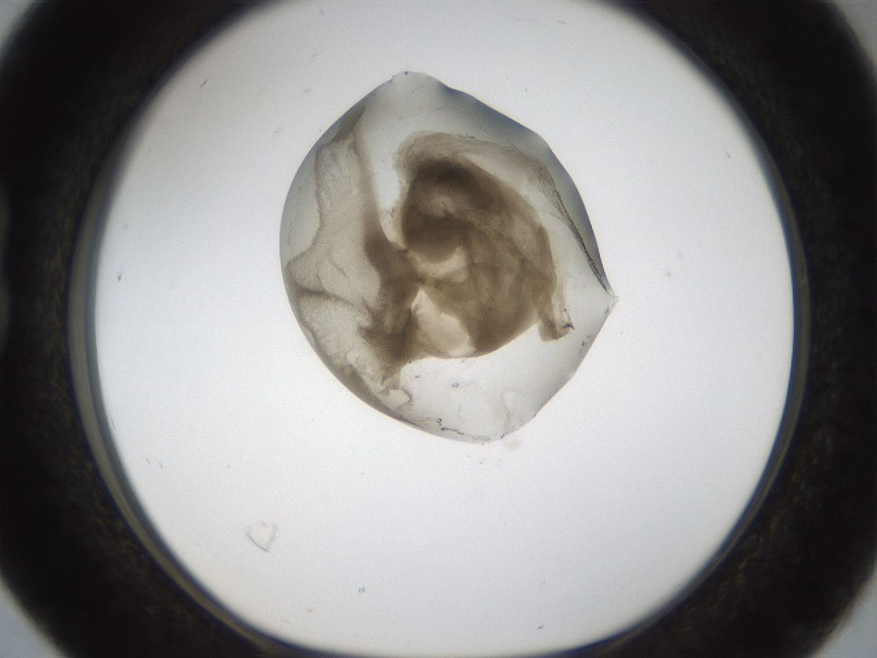 folderID160_plateID1160_batchID3204_wellNum16_profileID1_d1_r62269_ef.jpg