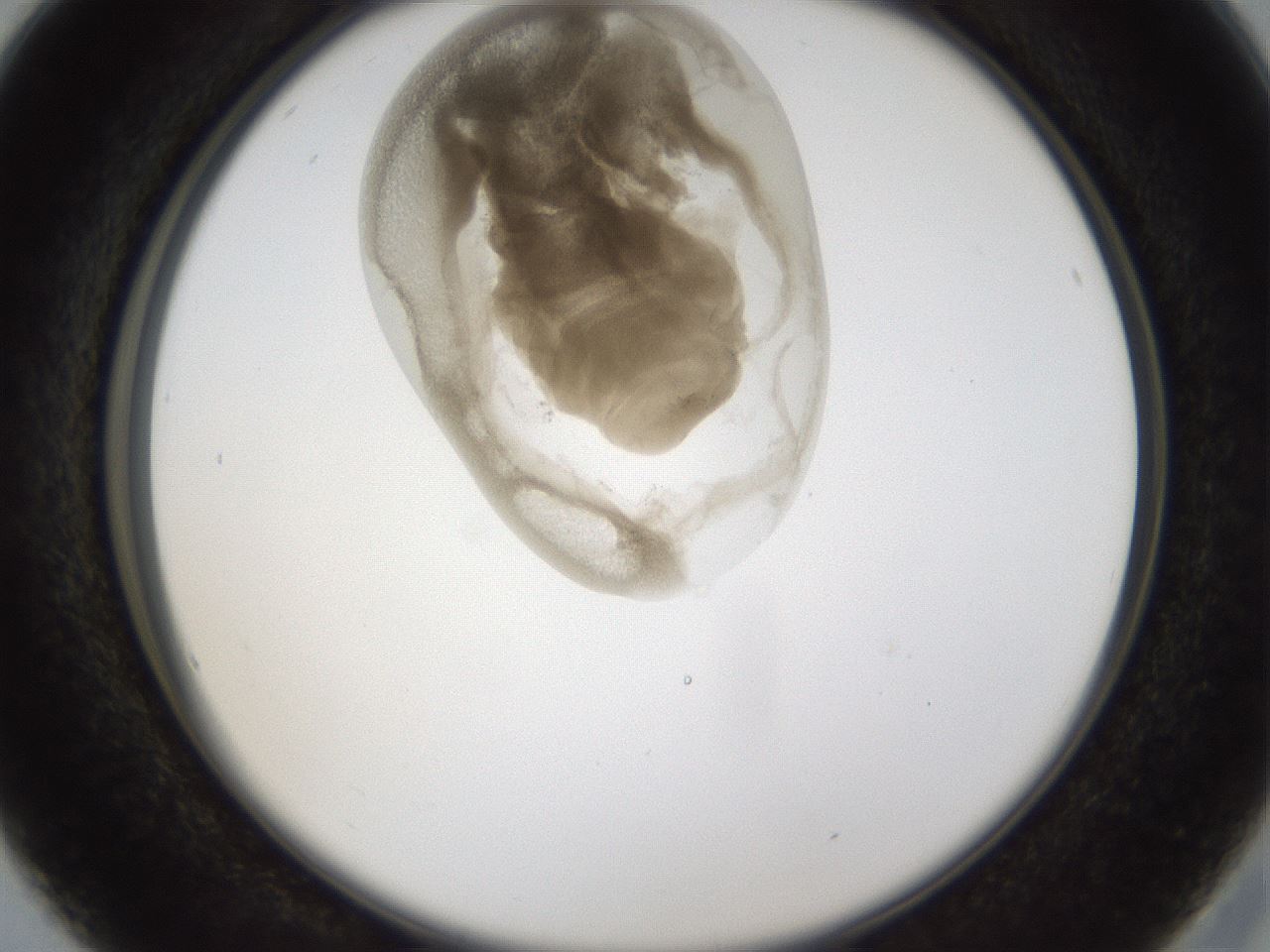 folderID160_plateID1160_batchID3204_wellNum16_profileID1_d2_r62270_ef.jpg