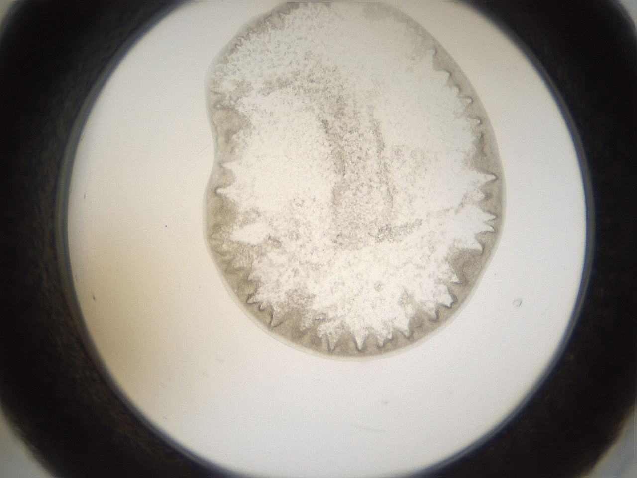 folderID160_plateID1160_batchID3204_wellNum21_profileID1_d2_r62280_ef.jpg
