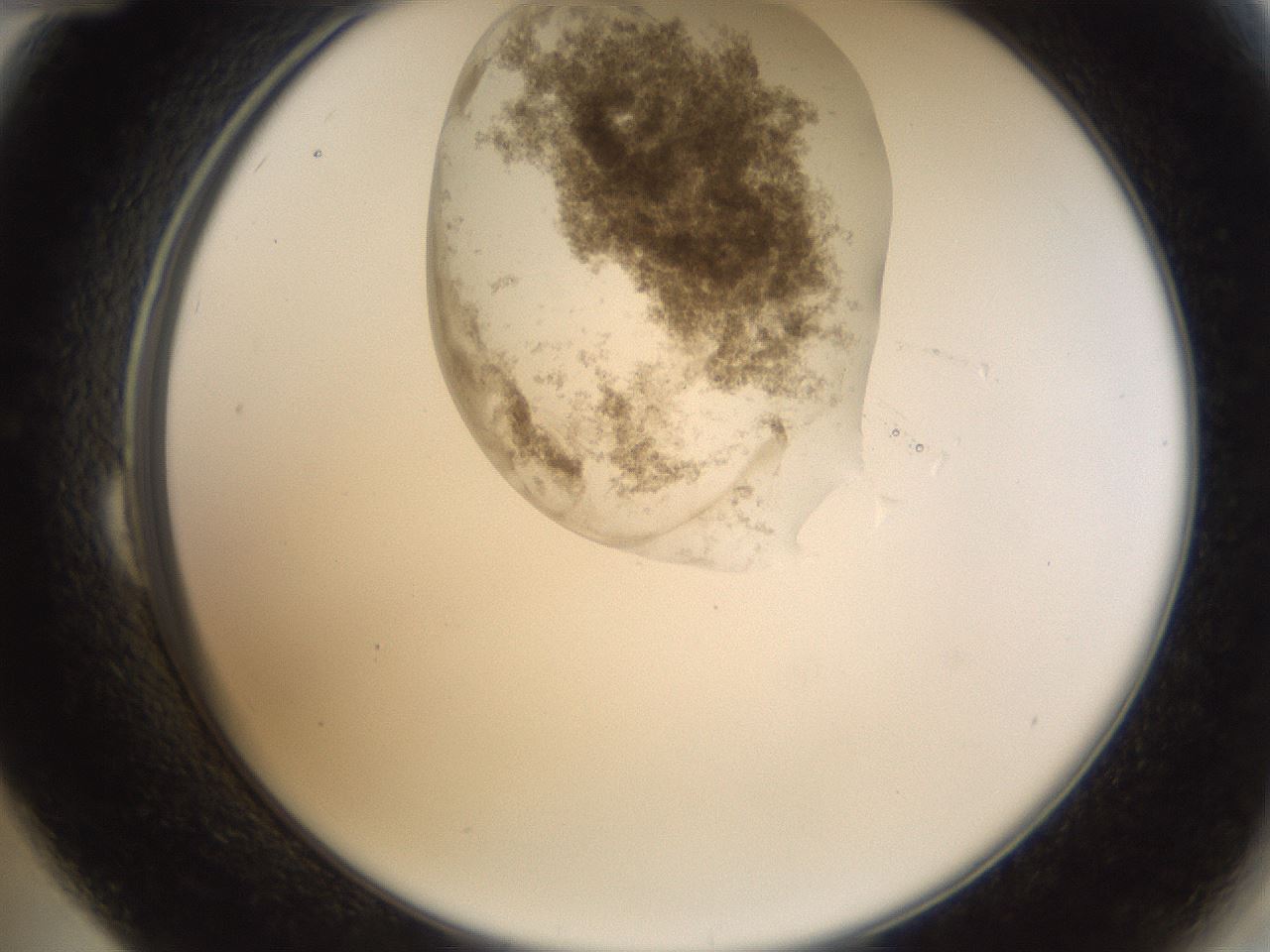 folderID160_plateID1160_batchID3204_wellNum24_profileID1_d2_r62286_ef.jpg