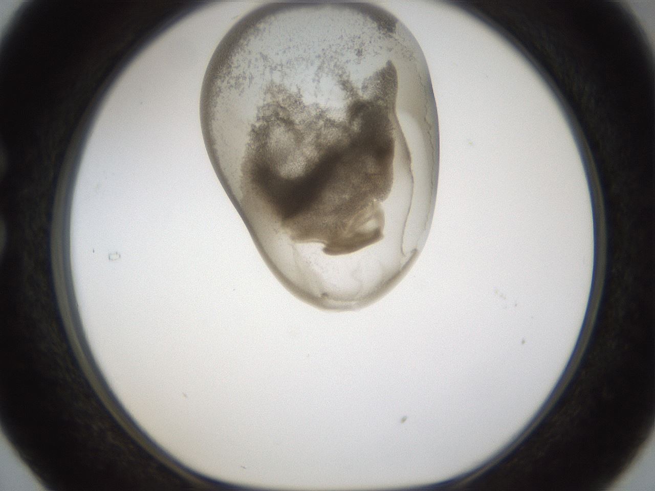 folderID160_plateID1160_batchID3204_wellNum29_profileID1_d1_r62295_ef.jpg