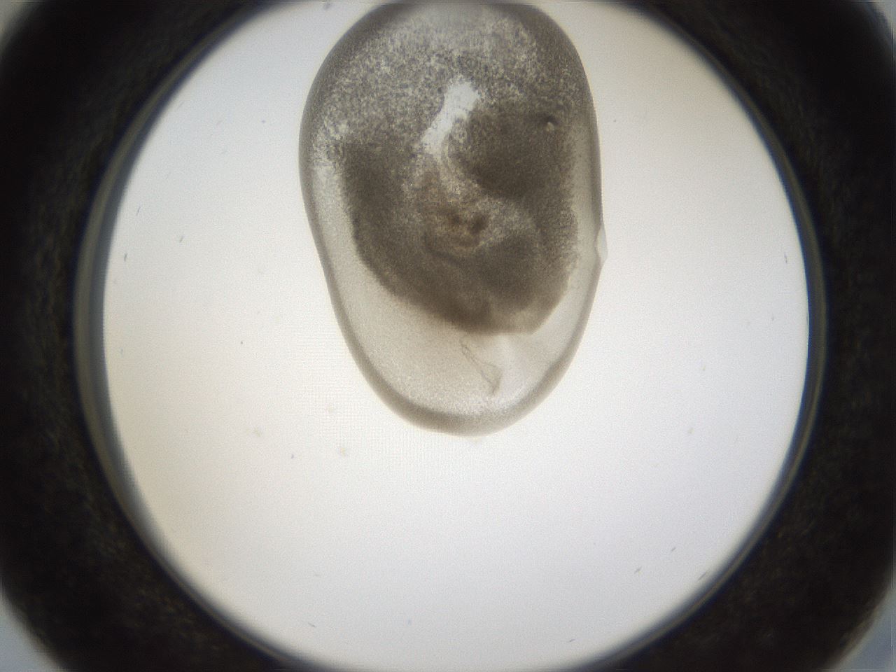 folderID160_plateID1160_batchID3204_wellNum29_profileID1_d2_r62296_ef.jpg