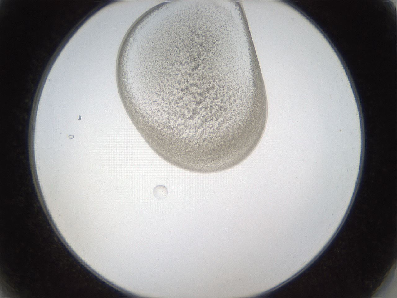 folderID160_plateID1160_batchID3204_wellNum2_profileID1_d2_r62242_ef.jpg