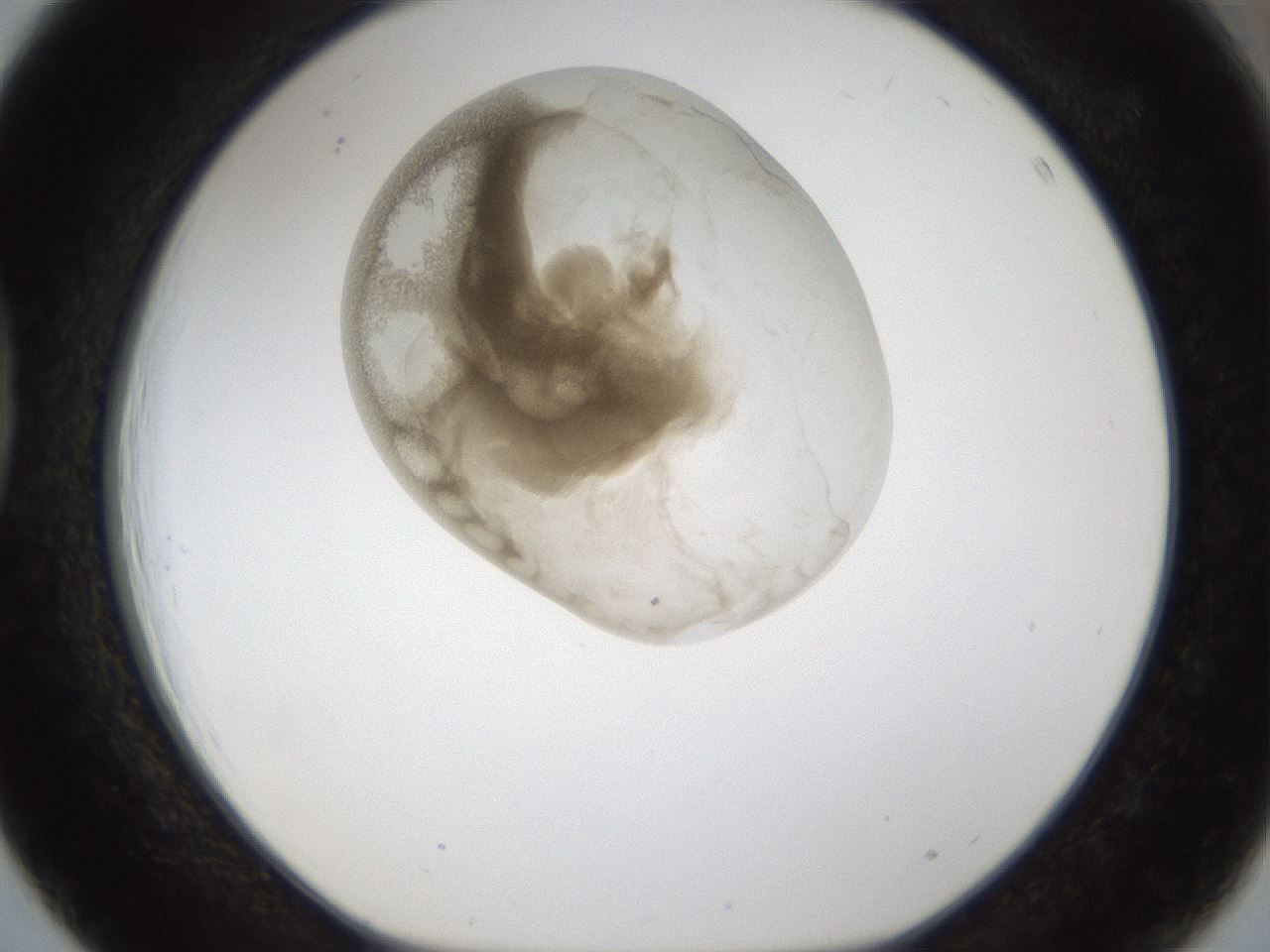 folderID160_plateID1160_batchID3204_wellNum39_profileID1_d1_r62315_ef.jpg