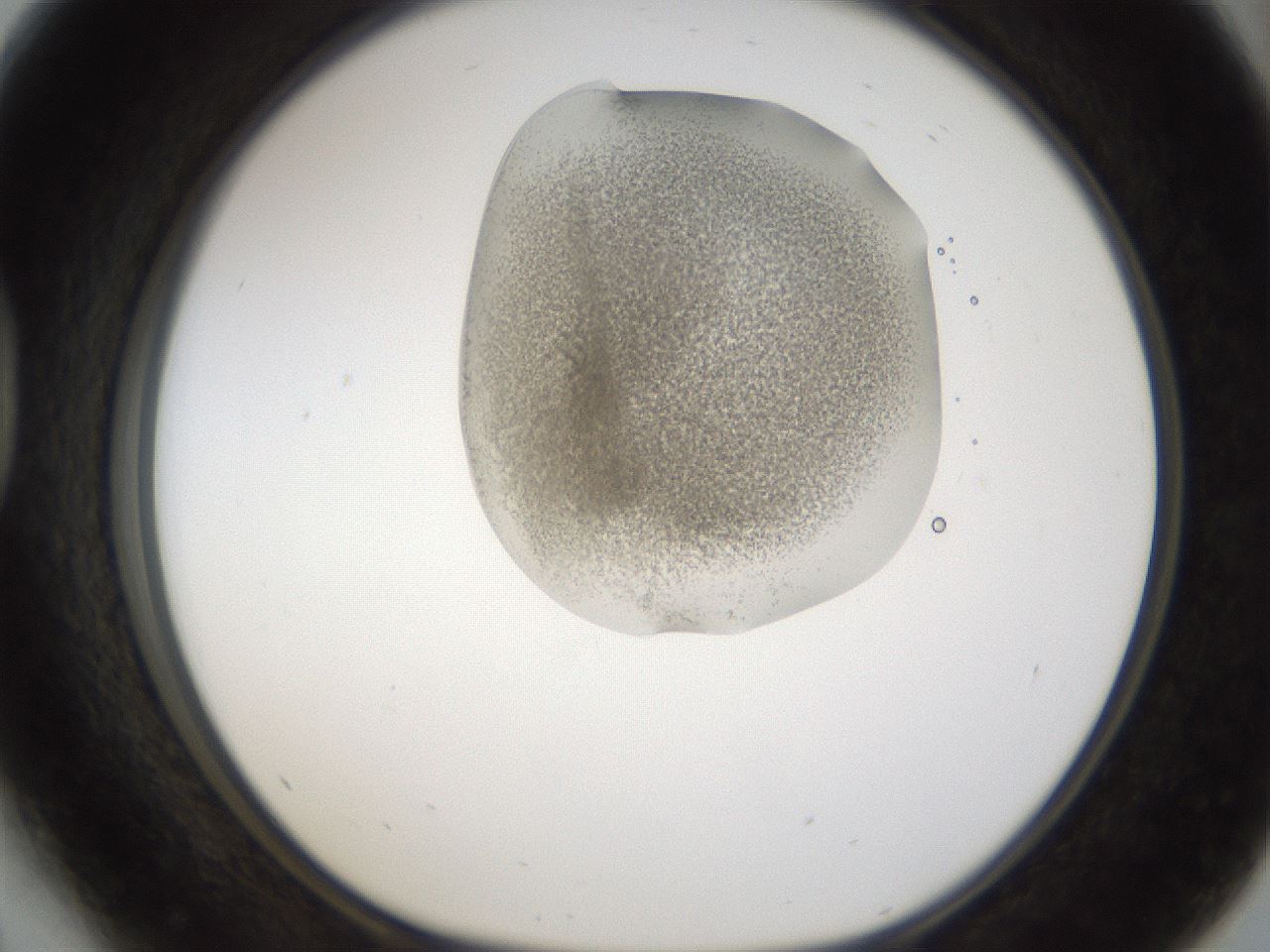 folderID160_plateID1160_batchID3204_wellNum41_profileID1_d1_r62319_ef.jpg