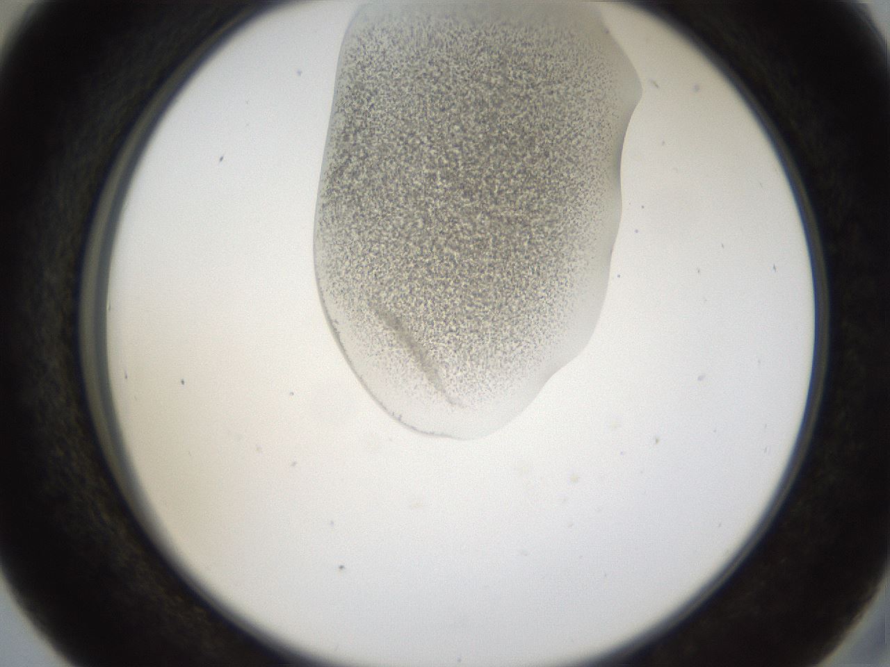 folderID160_plateID1160_batchID3204_wellNum41_profileID1_d2_r62320_ef.jpg