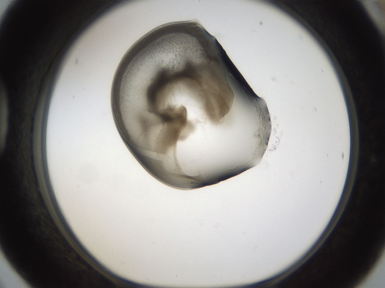 folderID160_plateID1160_batchID3204_wellNum42_profileID1_d1_r62321_ef.jpg