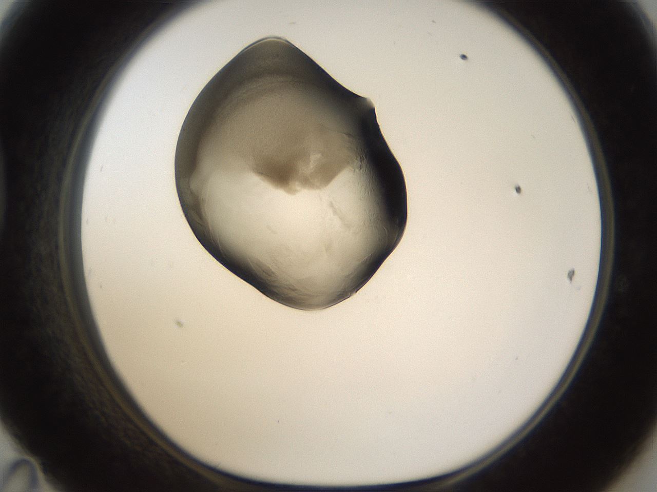 folderID160_plateID1160_batchID3204_wellNum47_profileID1_d1_r62331_ef.jpg