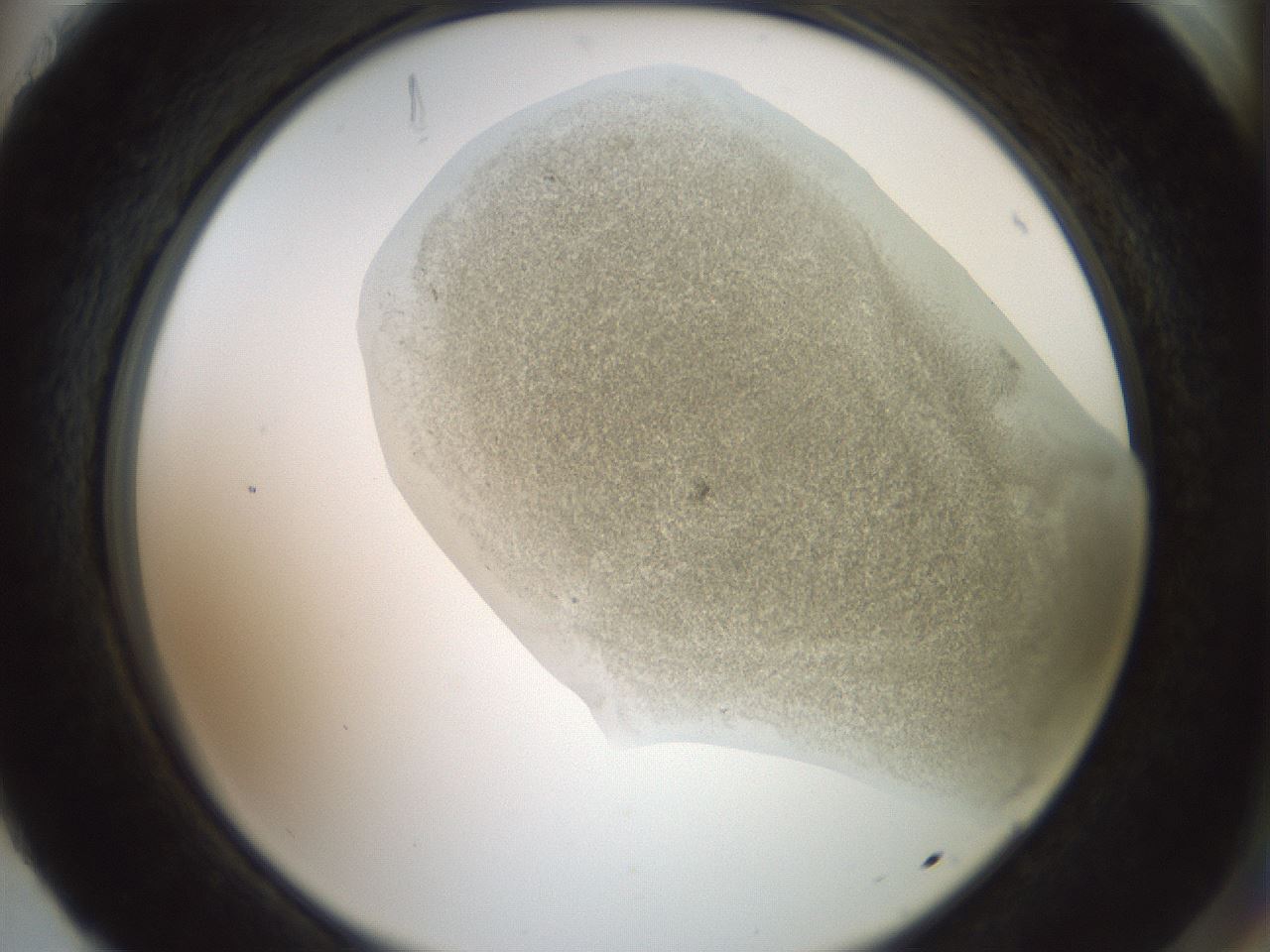 folderID15_plateID2015_batchID8963_wellNum88_profileID1_d2_r135641_ef.jpg