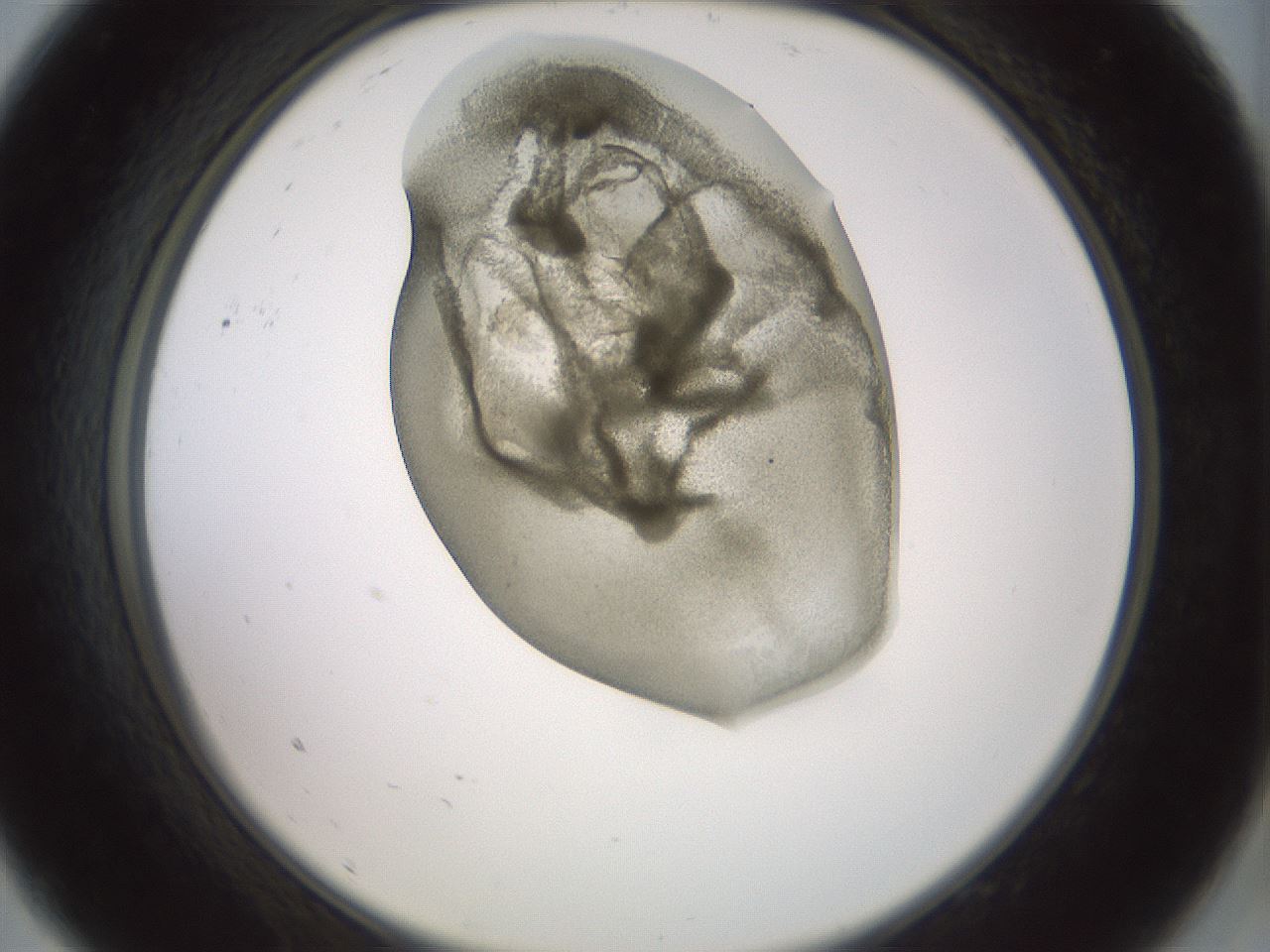 folderID15_plateID2015_batchID8963_wellNum9_profileID1_d2_r135483_ef.jpg