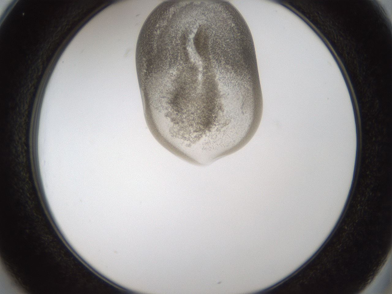 folderID160_plateID1160_batchID3204_wellNum25_profileID1_d2_r62288_ef.jpg