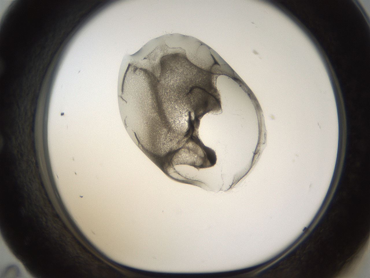 folderID160_plateID1160_batchID3204_wellNum59_profileID1_d1_r62355_ef.jpg