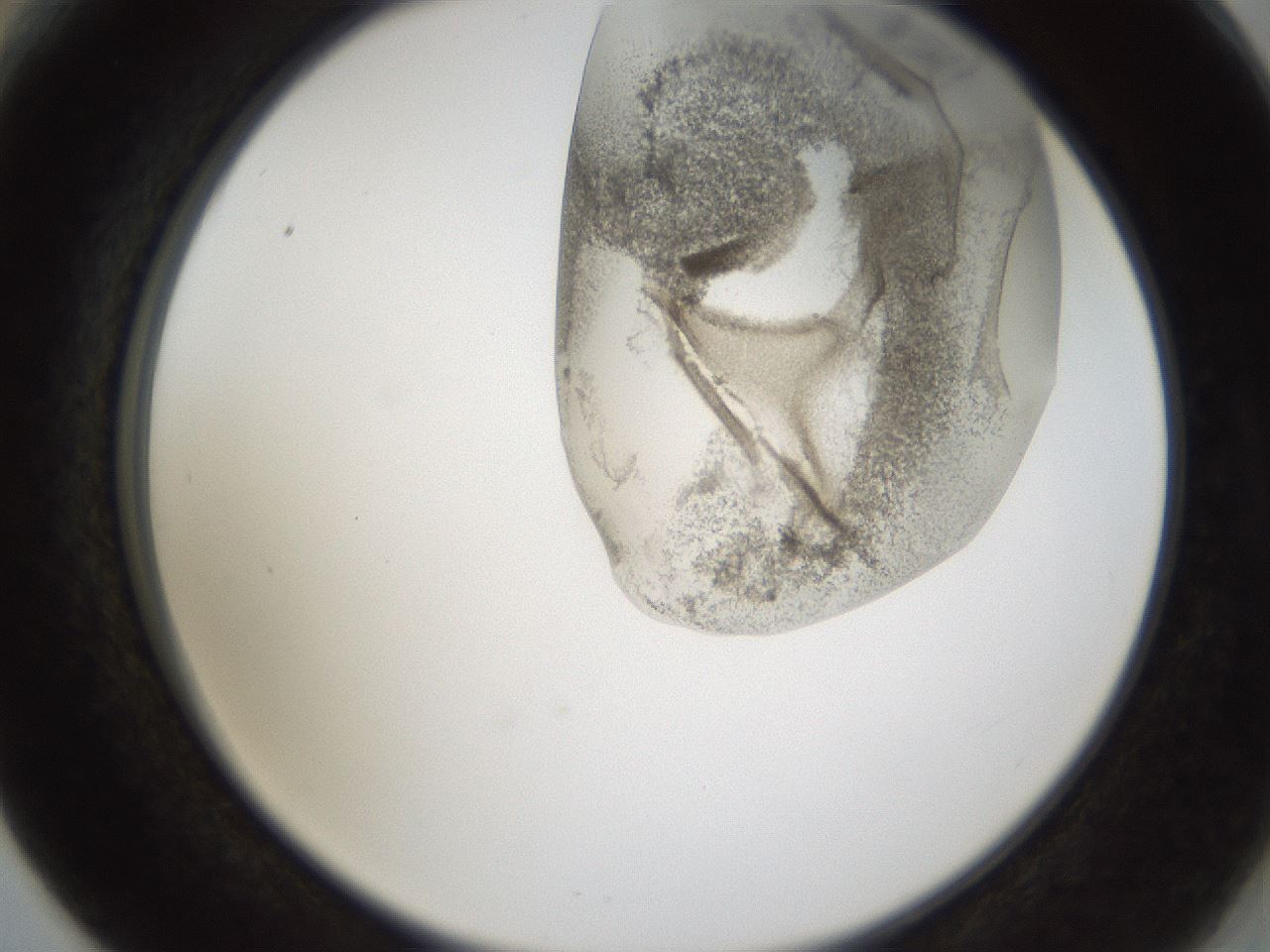 folderID160_plateID1160_batchID3204_wellNum66_profileID1_d2_r62370_ef.jpg