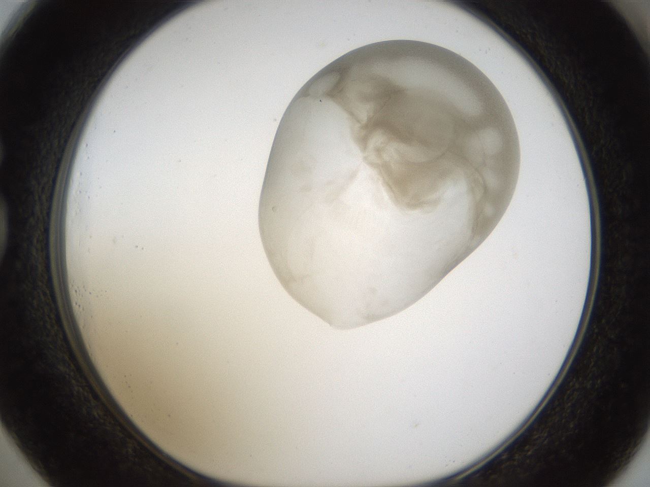 folderID160_plateID1160_batchID3204_wellNum73_profileID1_d1_r62383_ef.jpg