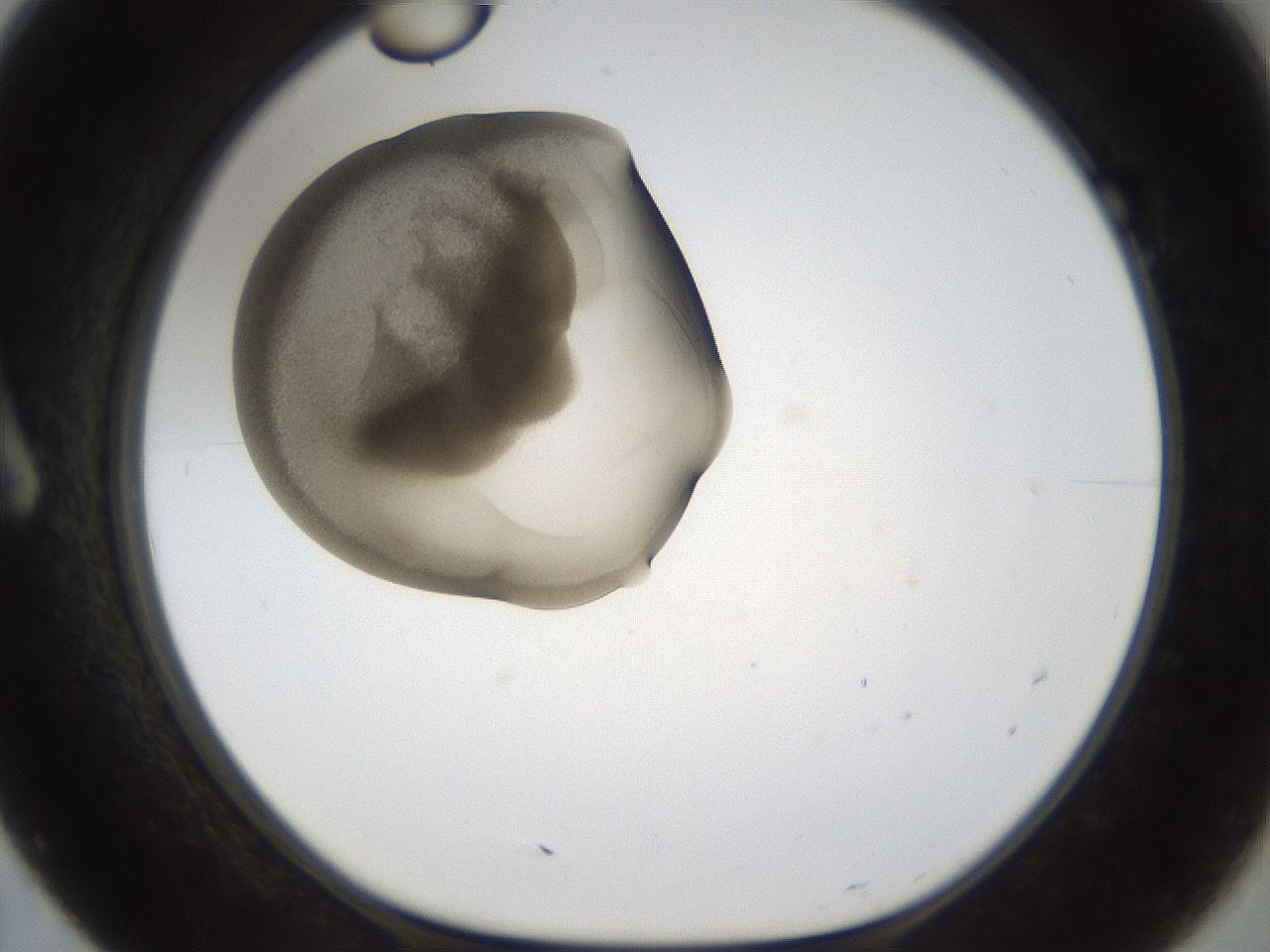 folderID160_plateID1160_batchID3204_wellNum7_profileID1_d1_r62251_ef.jpg