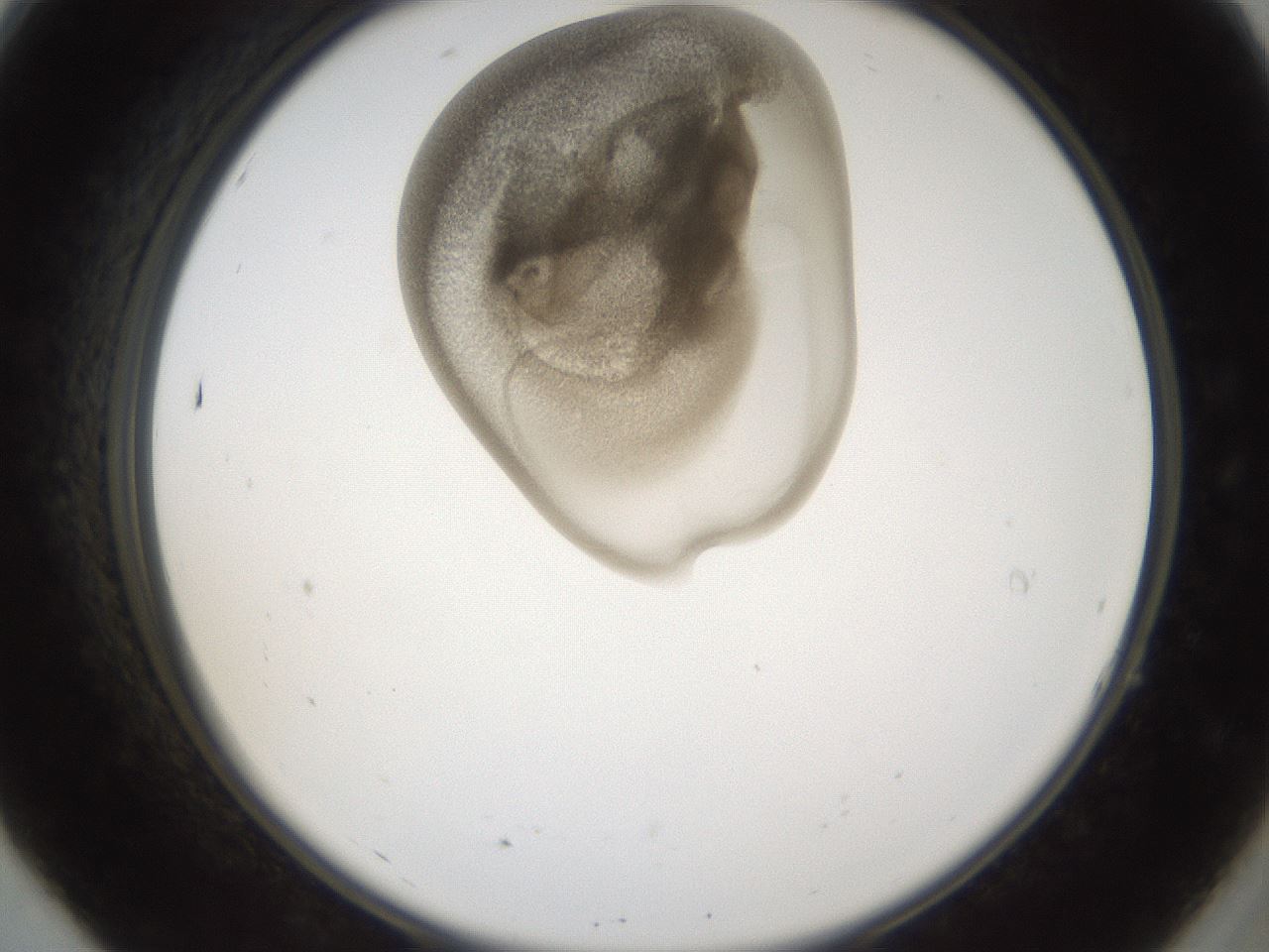 folderID160_plateID1160_batchID3204_wellNum7_profileID1_d2_r62252_ef.jpg