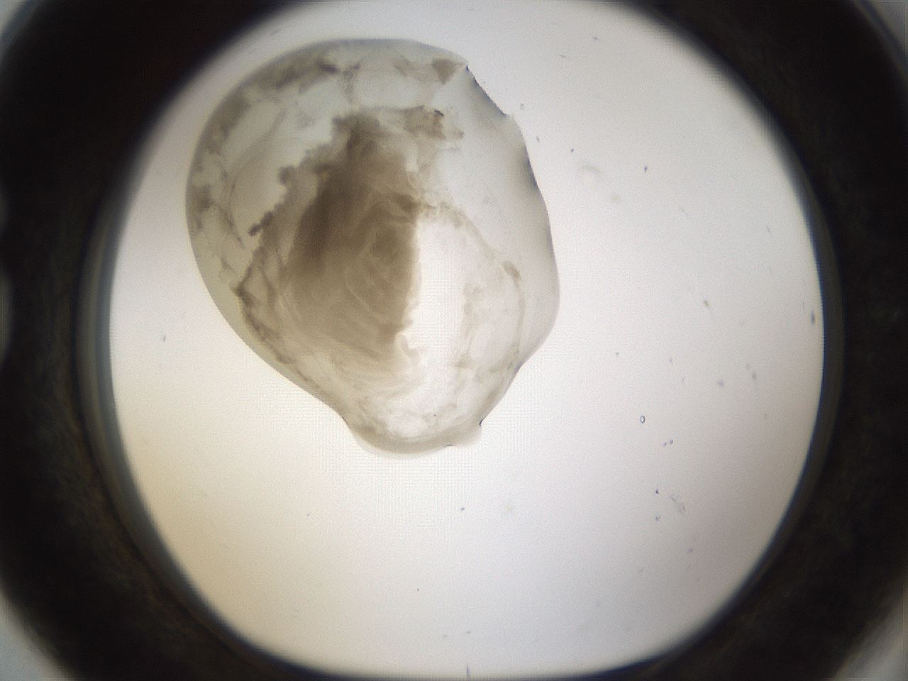 folderID160_plateID1160_batchID3204_wellNum80_profileID1_d1_r62397_ef.jpg
