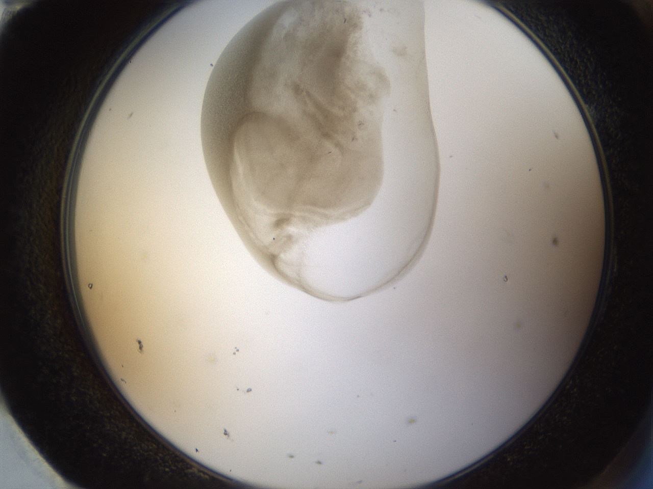 folderID160_plateID1160_batchID3204_wellNum95_profileID1_d2_r62428_ef.jpg