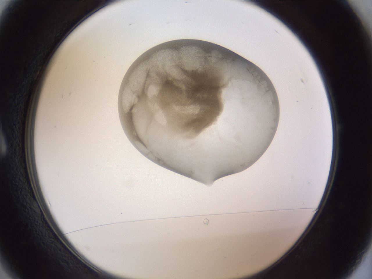 folderID161_plateID1161_batchID3209_wellNum1_profileID1_d1_r63199_ef.jpg