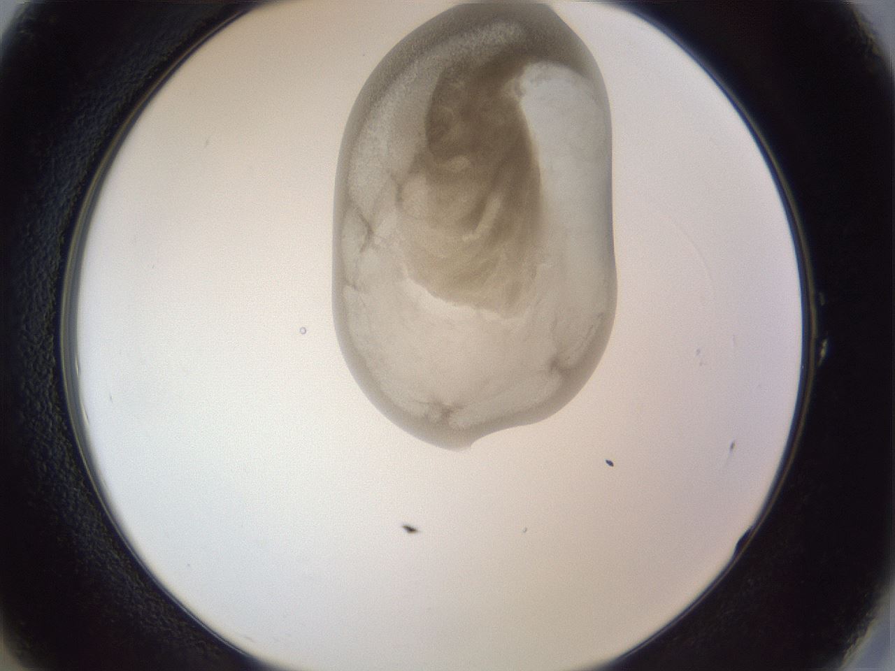 folderID161_plateID1161_batchID3209_wellNum1_profileID1_d2_r63200_ef.jpg