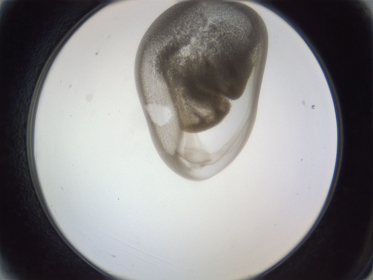 folderID161_plateID1161_batchID3209_wellNum3_profileID1_d2_r63204_ef.jpg