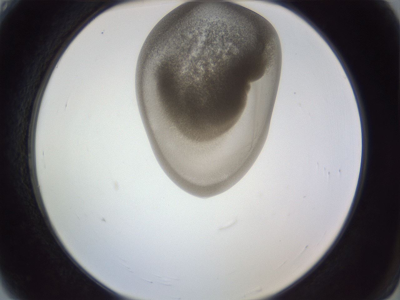 folderID161_plateID1161_batchID3209_wellNum4_profileID1_d2_r63206_ef.jpg