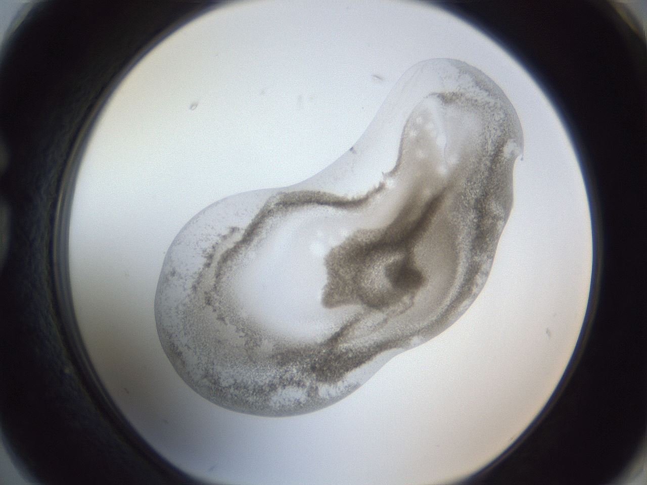 folderID161_plateID1161_batchID3209_wellNum74_profileID1_d1_r63345_ef.jpg