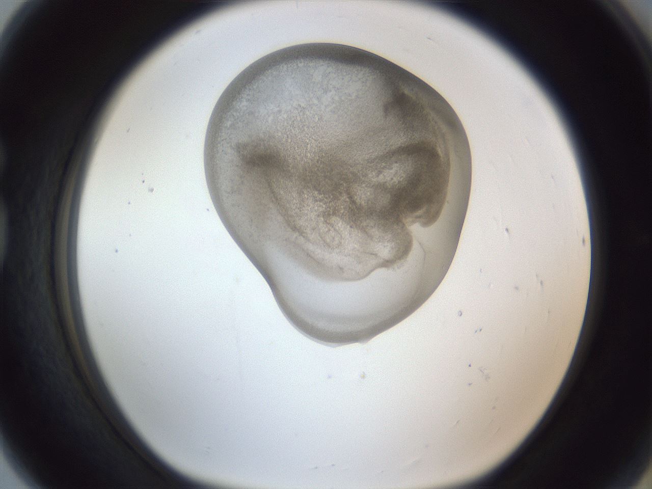 folderID161_plateID1161_batchID3209_wellNum80_profileID1_d1_r63357_ef.jpg