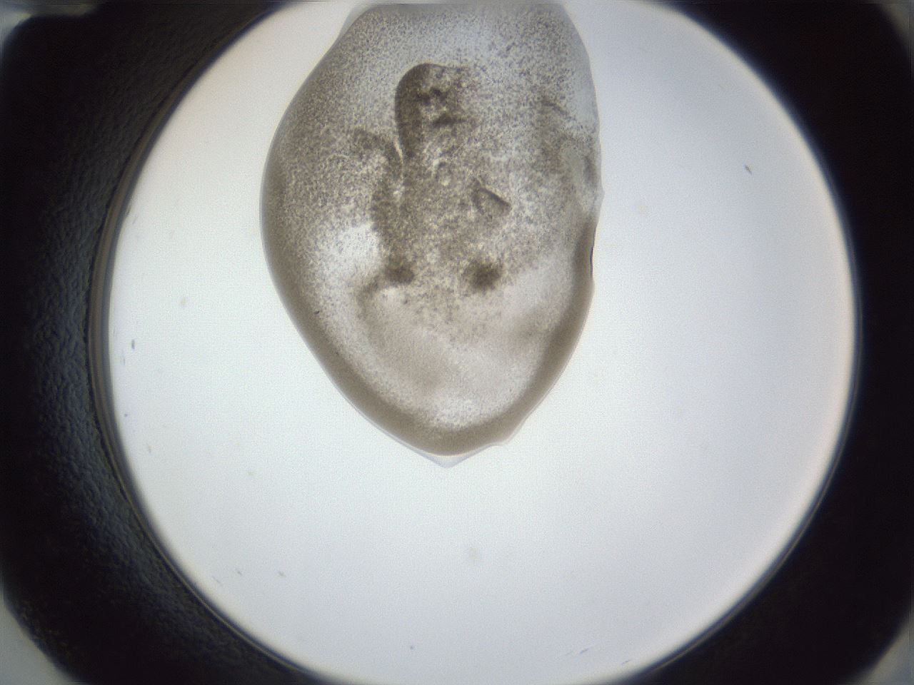 folderID161_plateID1161_batchID3209_wellNum84_profileID1_d2_r63366_ef.jpg