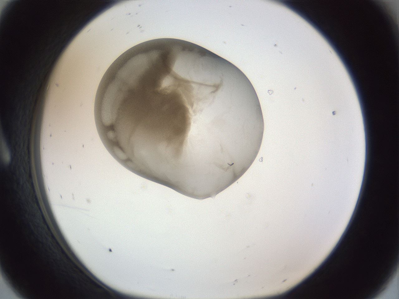 folderID161_plateID1161_batchID3209_wellNum8_profileID1_d1_r63213_ef.jpg