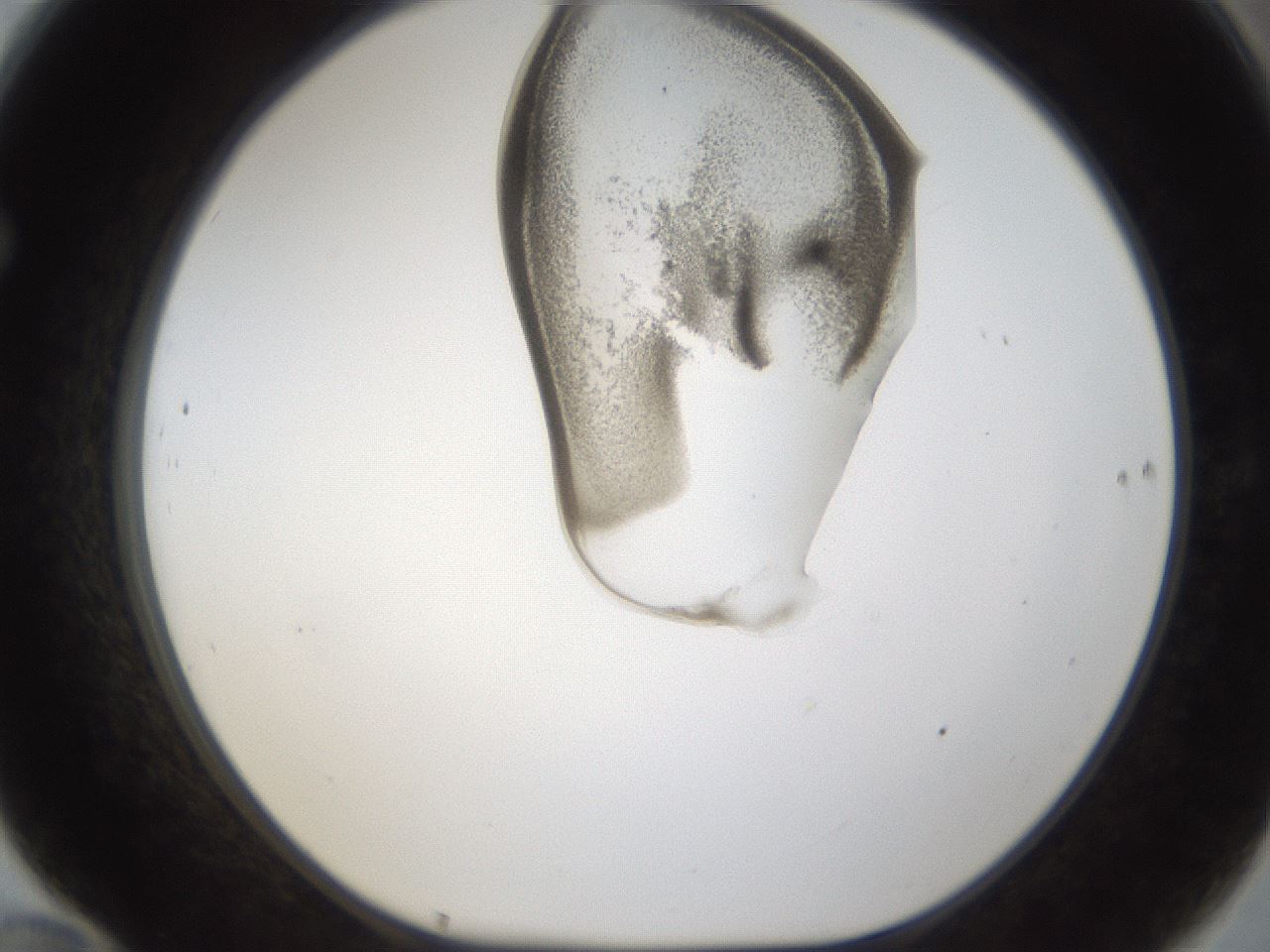 folderID160_plateID1160_batchID3204_wellNum70_profileID1_d1_r62377_ef.jpg