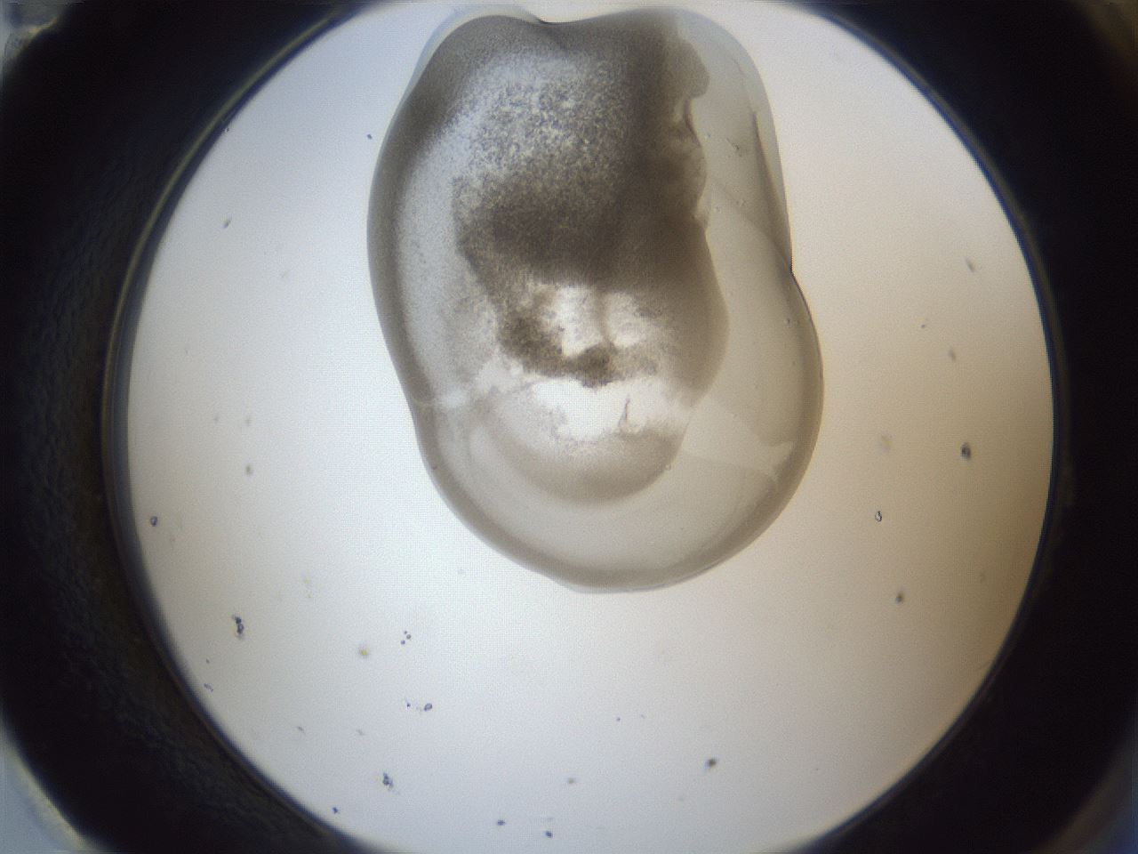 folderID161_plateID1161_batchID3209_wellNum95_profileID1_d2_r63388_ef.jpg