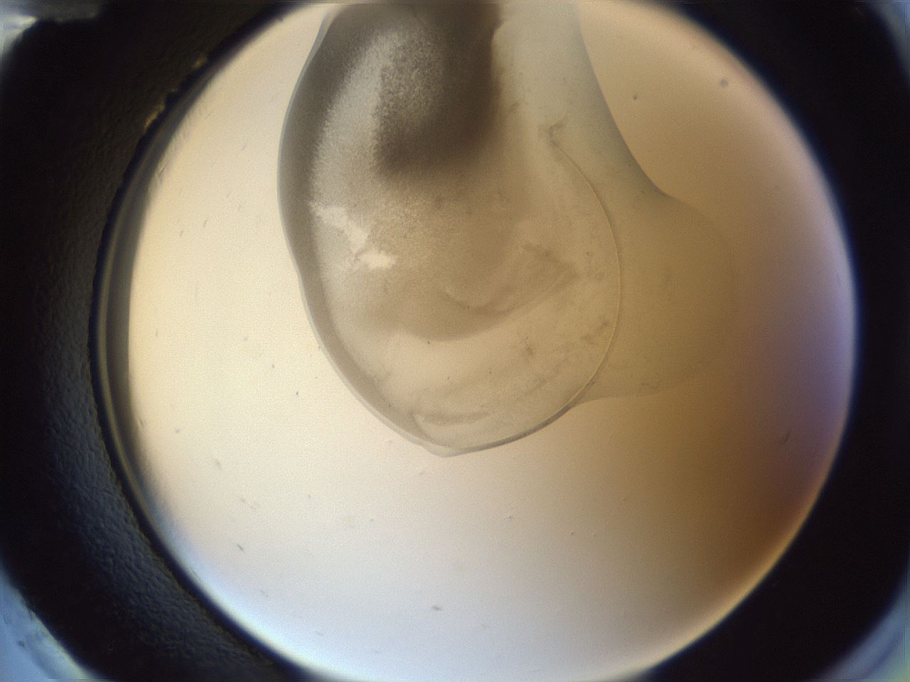 folderID161_plateID1161_batchID3209_wellNum96_profileID1_d2_r63390_ef.jpg