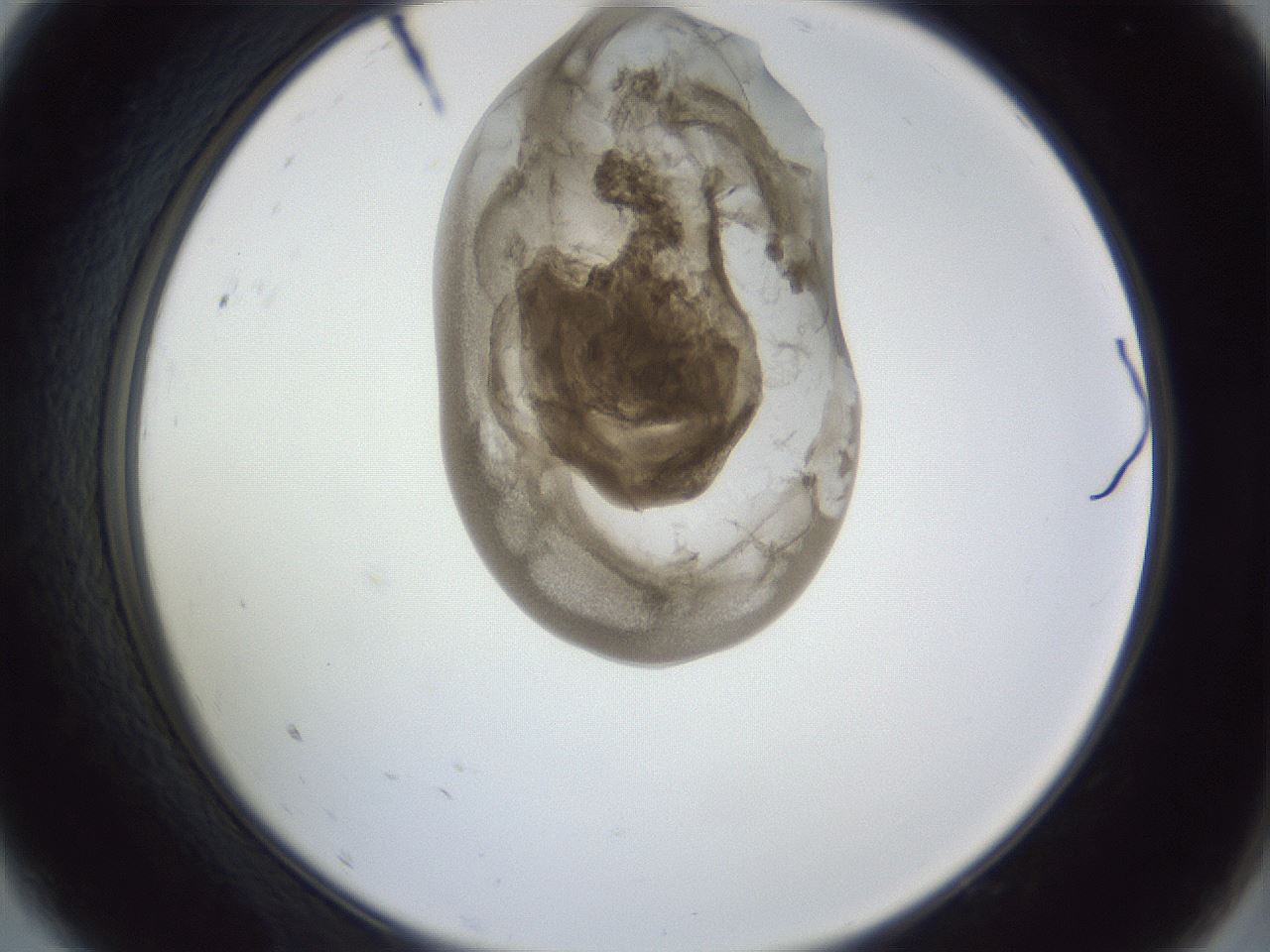 folderID161_plateID1161_batchID3209_wellNum9_profileID1_d2_r63216_ef.jpg